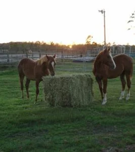 Alfalfa Pasture Block