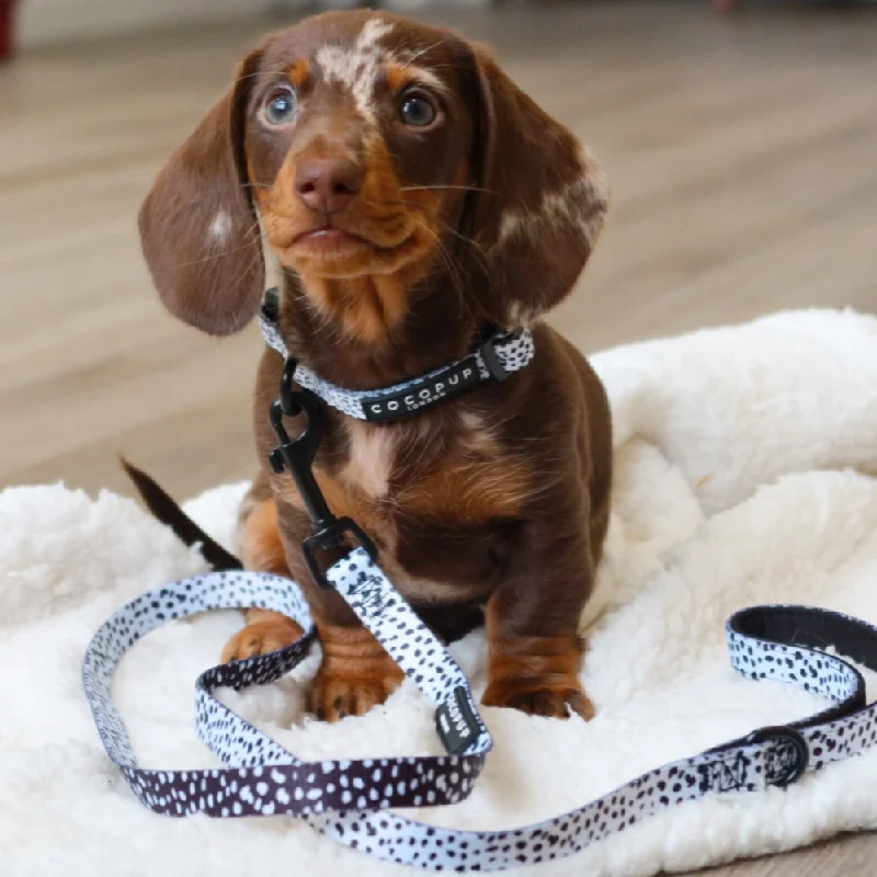 Monochrome Spots Puppy Lead & Collar Set