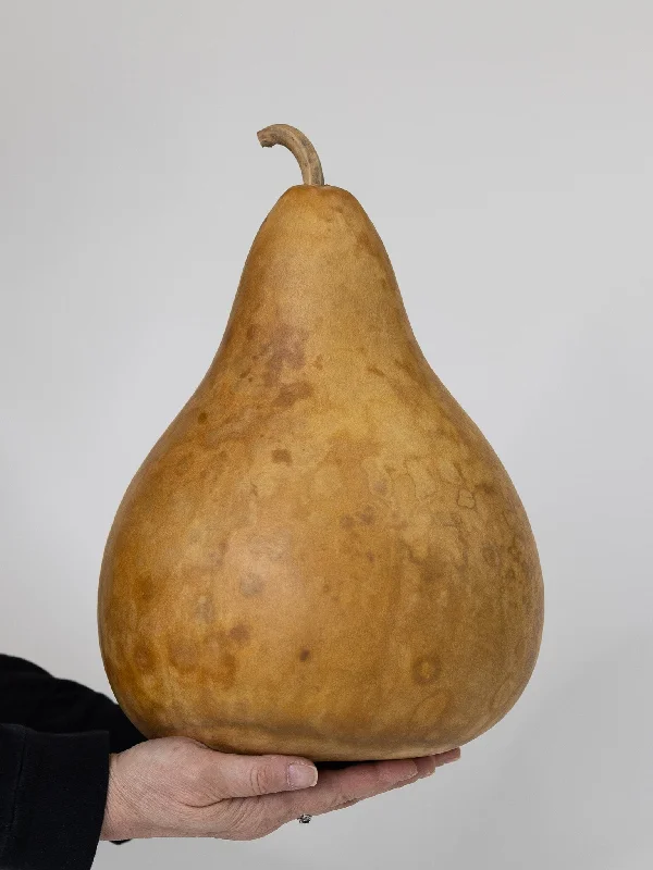 Dried 9 Inch Martin Gourd