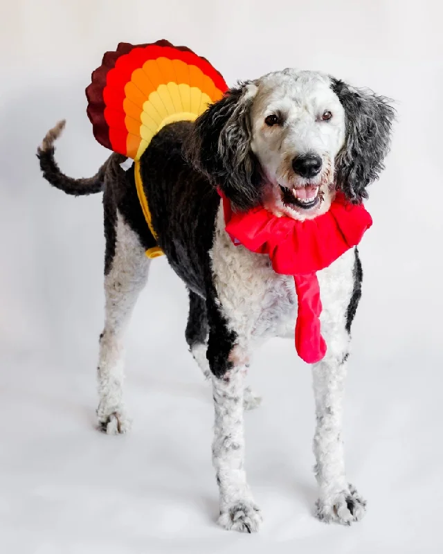 Thanksgiving Turkey Costume for Dogs